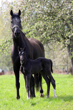 mare and foal